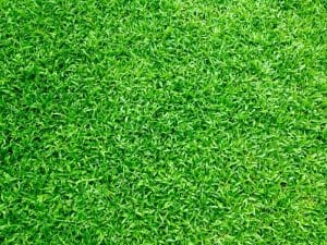 Grass Seed