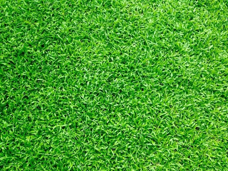 Grass Seed