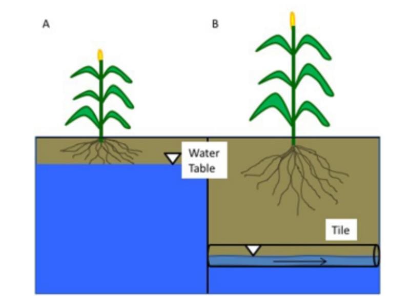Water Table Drainage