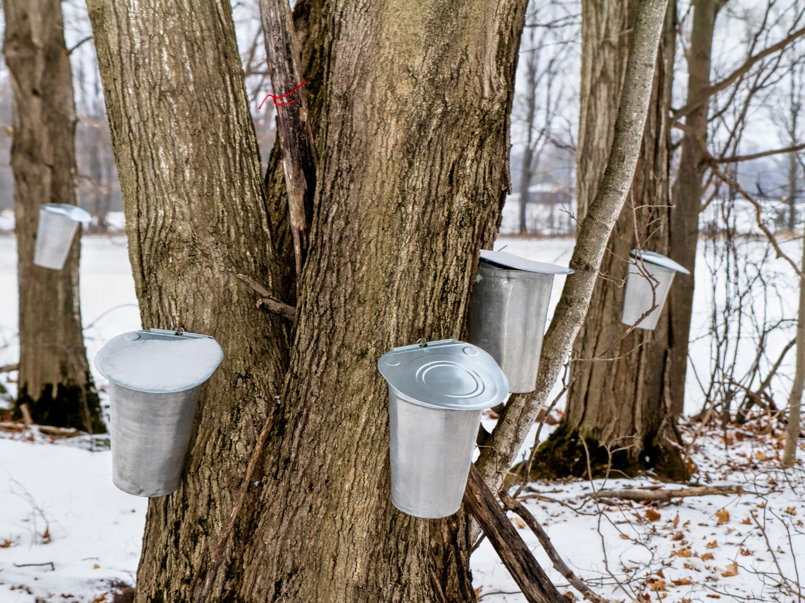 Maple Syrup Harvest