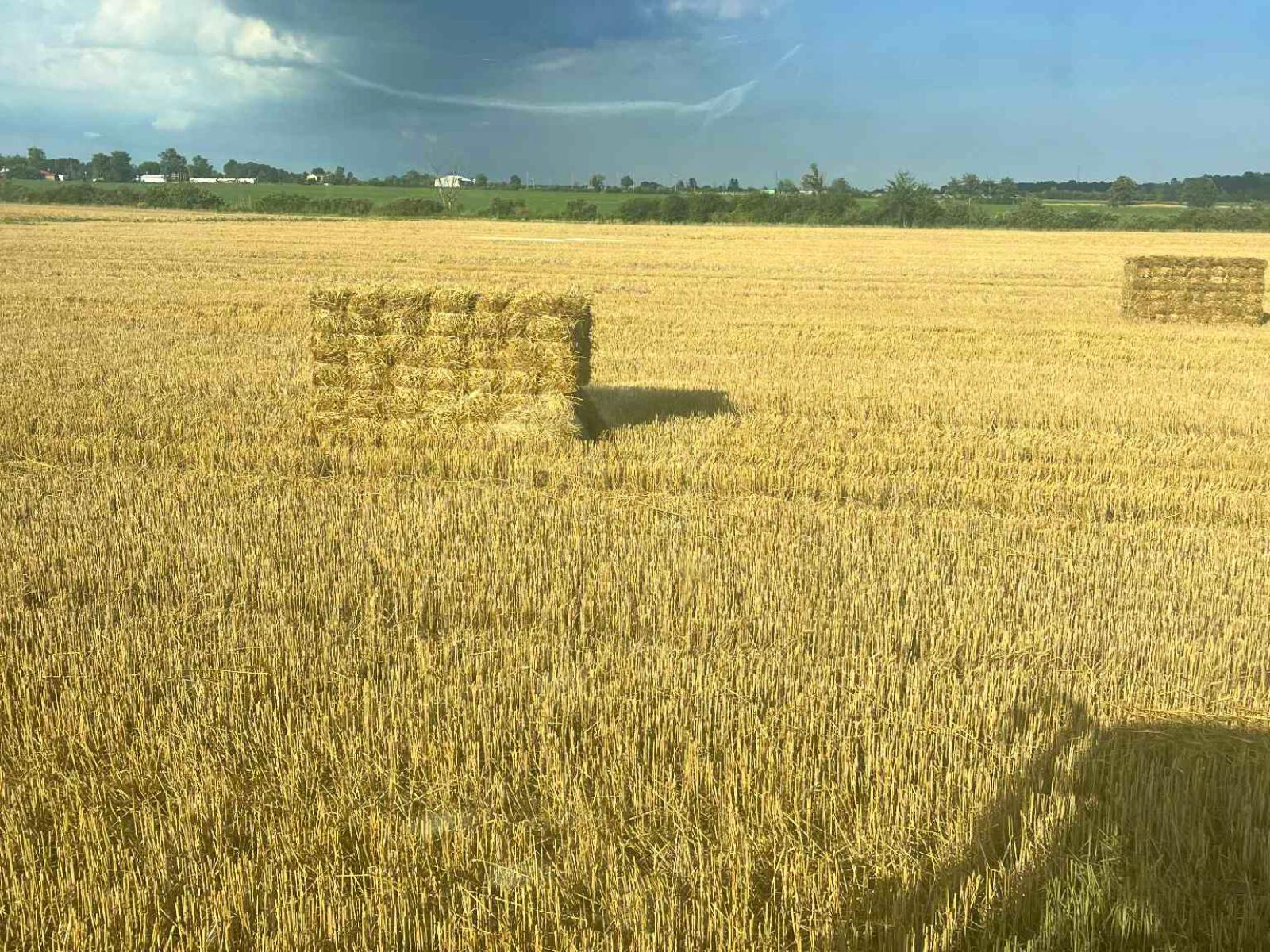 Erosion Control Hay Bundles