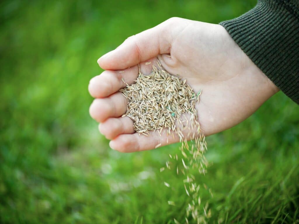 Ontario Grass Seed Guide